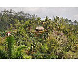   Vegetation, Kuba, Baracoa, Sierra del purial