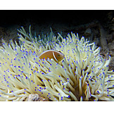   Sea anemone, Anemonefish, Pink skunk clownfish