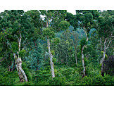   Eukalyptuswald