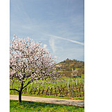   Frühling, Mandelbaum, Mandelblüte, Weinlandschaft