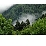   Forest, Fog, Black forest, Fog, Mixed forest