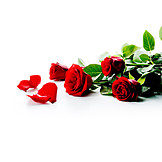   Rose, Blütenblatt, Rote rose