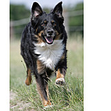   Laufen, Hund, Australian shepherd