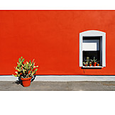  Fenster, Kaktus
