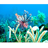   Coral reef, Fish, Lionfish
