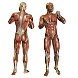   Anatomie, Muskelaufbau, Medizinische Grafik