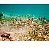   Coral reef, School of fish, Coral striped catfish