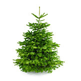   Tree, Coniferous Tree, Christmas Tree, Christmas Tree