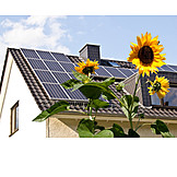   Sonnenblume, Alternative energie, Photovoltaik, Sonnenenergie