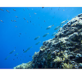   Coral reef, School of fish