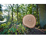   Felling, Annual rings, Oak log
