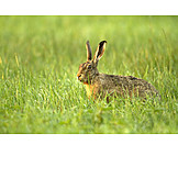   Wildlife, Hare