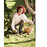   Frau, Gartenarbeit, Fallobst, Apfelernte