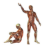   Anatomy, Muscle, Medical Illustrations