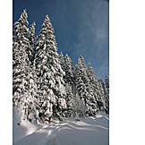   Winterlandschaft, Verschneit, Nadelwald, Schneebedeckt
