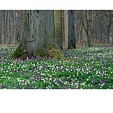   Wald, Frühling, Blütenteppich