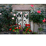   Window, Rural scene, Rose trellis