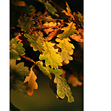   Herbstlaub, Herbstlich, Eichenblatt