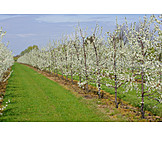   Pear tree, Pear blossom, Fruit frorchard