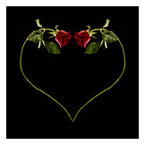   Valentine, Cordate, Red Rose