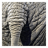   Tail, Elephant
