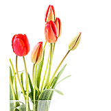   Blumenstrauß, Tulpenstrauß, Blumenvase