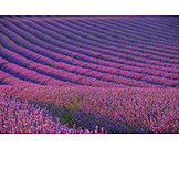   Lavender, Lavender blossom, Lavender field