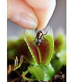   Feeding, Carnivorous plant, Venus flytrap