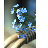   Forget, Me, Not, Spring flower