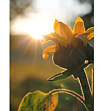   Sonnenblume, Spätsommer