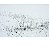   Gräser, Winter, Verschneit