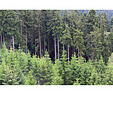   Forest, Coniferous, Pine forest