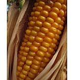   Maize cob, Maize plant