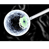   Gesundheitswesen & Medizin, Genetik, Eizelle, Stammzellforschung