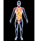   Medical Illustrations, Glass Man, Human Internal Organ