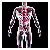   Anatomie, Medizinische Grafik, Organsystem