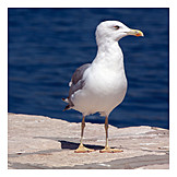  Seagull, Herring gull