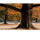   Tree, Park, Autumn