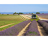   Landwirtschaft, Lavendelfeld, Lavendelernte