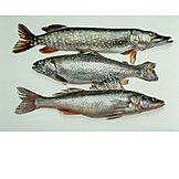   Fish, Pike, Speckled trout, Grayling