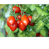   Reif, Tomate, Tomatenpflanze
