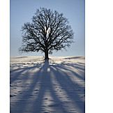   Baum, Winter, Schatten, Eiche