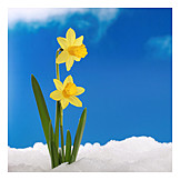   Spring, Easter Daffodil