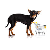   Haustier, Hund, Einkaufswagen