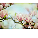   Magnolie, Magnolienblüte