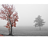   Baum, Herbst, Nebel