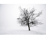   Baum, Winter