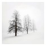   Tree, Winter