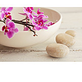   Wellness & Relax, Zen, Orchideenblüte