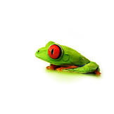   Frog, Red eye tree frog